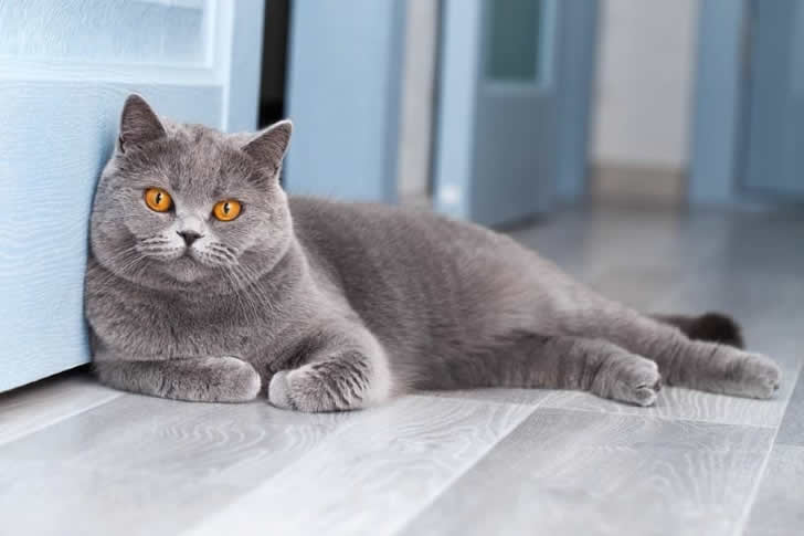 Choosing Your Perfect Feline Match